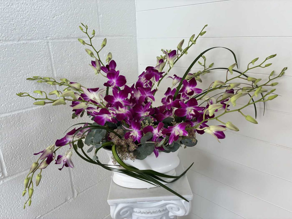 Orchid Day Dream