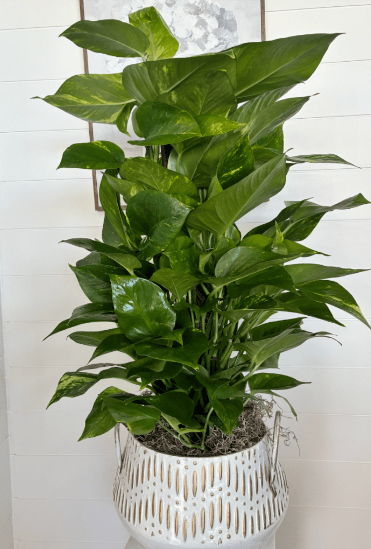 #30 Pothos